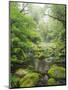 Rain Forest, Omanawa Gorge, Bay of Plenty, North Island, New Zealand-Rainer Mirau-Mounted Photographic Print