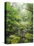 Rain Forest, Omanawa Gorge, Bay of Plenty, North Island, New Zealand-Rainer Mirau-Stretched Canvas