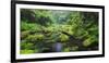 Rain Forest, Omanawa Gorge, Bay of Plenty, North Island, New Zealand-Rainer Mirau-Framed Photographic Print