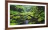 Rain Forest, Omanawa Gorge, Bay of Plenty, North Island, New Zealand-Rainer Mirau-Framed Photographic Print
