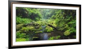 Rain Forest, Omanawa Gorge, Bay of Plenty, North Island, New Zealand-Rainer Mirau-Framed Photographic Print