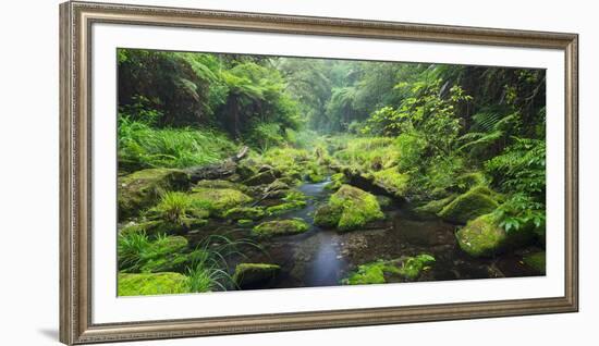 Rain Forest, Omanawa Gorge, Bay of Plenty, North Island, New Zealand-Rainer Mirau-Framed Photographic Print