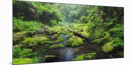 Rain Forest, Omanawa Gorge, Bay of Plenty, North Island, New Zealand-Rainer Mirau-Mounted Photographic Print