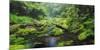 Rain Forest, Omanawa Gorge, Bay of Plenty, North Island, New Zealand-Rainer Mirau-Mounted Photographic Print