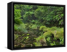 Rain Forest, Omanawa Gorge, Bay of Plenty, North Island, New Zealand-Rainer Mirau-Framed Stretched Canvas