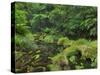 Rain Forest, Omanawa Gorge, Bay of Plenty, North Island, New Zealand-Rainer Mirau-Stretched Canvas