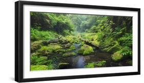 Rain Forest, Omanawa Gorge, Bay of Plenty, North Island, New Zealand-Rainer Mirau-Framed Photographic Print