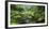 Rain Forest, Omanawa Gorge, Bay of Plenty, North Island, New Zealand-Rainer Mirau-Framed Photographic Print