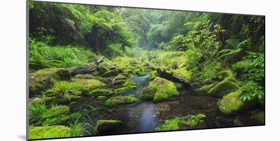Rain Forest, Omanawa Gorge, Bay of Plenty, North Island, New Zealand-Rainer Mirau-Mounted Photographic Print
