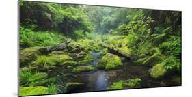 Rain Forest, Omanawa Gorge, Bay of Plenty, North Island, New Zealand-Rainer Mirau-Mounted Photographic Print