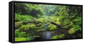 Rain Forest, Omanawa Gorge, Bay of Plenty, North Island, New Zealand-Rainer Mirau-Framed Stretched Canvas