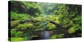 Rain Forest, Omanawa Gorge, Bay of Plenty, North Island, New Zealand-Rainer Mirau-Stretched Canvas