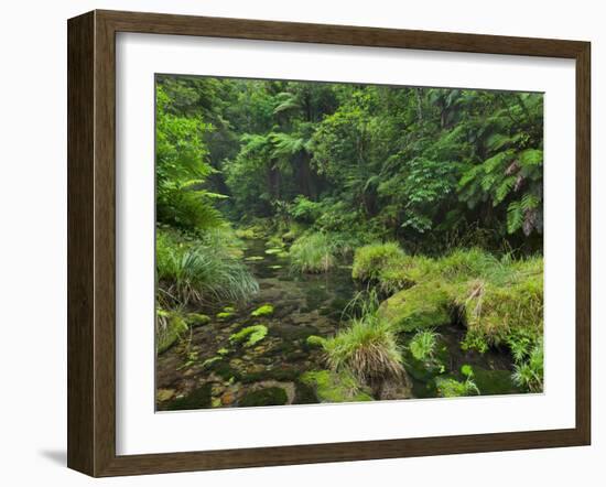 Rain Forest, Omanawa Gorge, Bay of Plenty, North Island, New Zealand-Rainer Mirau-Framed Photographic Print