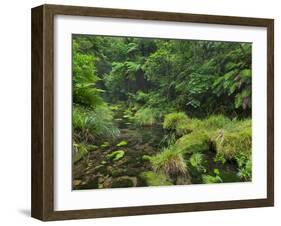 Rain Forest, Omanawa Gorge, Bay of Plenty, North Island, New Zealand-Rainer Mirau-Framed Photographic Print