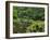 Rain Forest, Omanawa Gorge, Bay of Plenty, North Island, New Zealand-Rainer Mirau-Framed Photographic Print