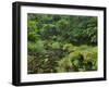 Rain Forest, Omanawa Gorge, Bay of Plenty, North Island, New Zealand-Rainer Mirau-Framed Photographic Print