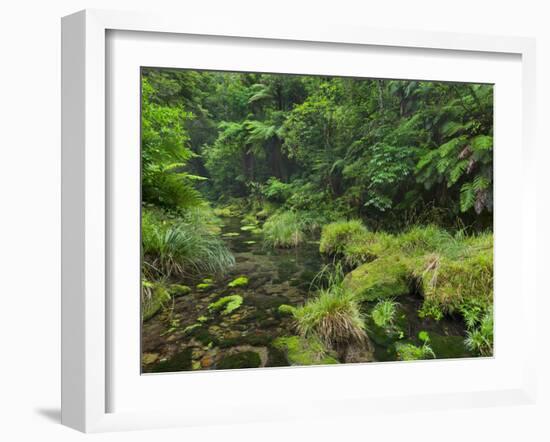 Rain Forest, Omanawa Gorge, Bay of Plenty, North Island, New Zealand-Rainer Mirau-Framed Photographic Print