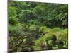 Rain Forest, Omanawa Gorge, Bay of Plenty, North Island, New Zealand-Rainer Mirau-Mounted Photographic Print