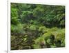 Rain Forest, Omanawa Gorge, Bay of Plenty, North Island, New Zealand-Rainer Mirau-Framed Photographic Print