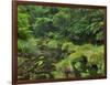 Rain Forest, Omanawa Gorge, Bay of Plenty, North Island, New Zealand-Rainer Mirau-Framed Photographic Print