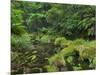 Rain Forest, Omanawa Gorge, Bay of Plenty, North Island, New Zealand-Rainer Mirau-Mounted Photographic Print