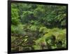 Rain Forest, Omanawa Gorge, Bay of Plenty, North Island, New Zealand-Rainer Mirau-Framed Photographic Print