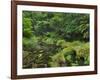 Rain Forest, Omanawa Gorge, Bay of Plenty, North Island, New Zealand-Rainer Mirau-Framed Photographic Print