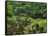 Rain Forest, Omanawa Gorge, Bay of Plenty, North Island, New Zealand-Rainer Mirau-Framed Stretched Canvas