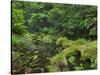 Rain Forest, Omanawa Gorge, Bay of Plenty, North Island, New Zealand-Rainer Mirau-Stretched Canvas