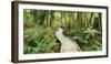 Rain Forest, Way, Footbridge, Ship Creek, West Coast, South Island, New Zealand-Rainer Mirau-Framed Photographic Print