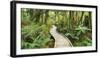 Rain Forest, Way, Footbridge, Ship Creek, West Coast, South Island, New Zealand-Rainer Mirau-Framed Photographic Print