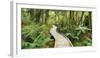 Rain Forest, Way, Footbridge, Ship Creek, West Coast, South Island, New Zealand-Rainer Mirau-Framed Photographic Print