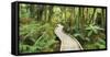 Rain Forest, Way, Footbridge, Ship Creek, West Coast, South Island, New Zealand-Rainer Mirau-Framed Stretched Canvas