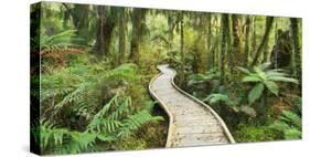 Rain Forest, Way, Footbridge, Ship Creek, West Coast, South Island, New Zealand-Rainer Mirau-Stretched Canvas