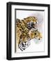 Rain Forest Wrath-Barbara Keith-Framed Giclee Print