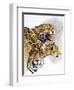 Rain Forest Wrath-Barbara Keith-Framed Giclee Print