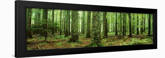 Rain Forest-null-Framed Poster