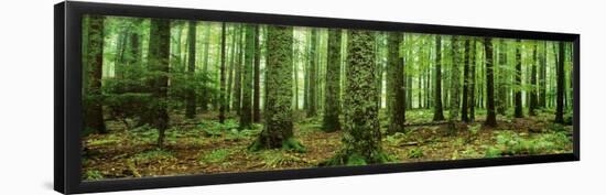 Rain Forest-null-Framed Poster