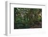 Rain Forest-Steve Hunziker-Framed Premium Giclee Print