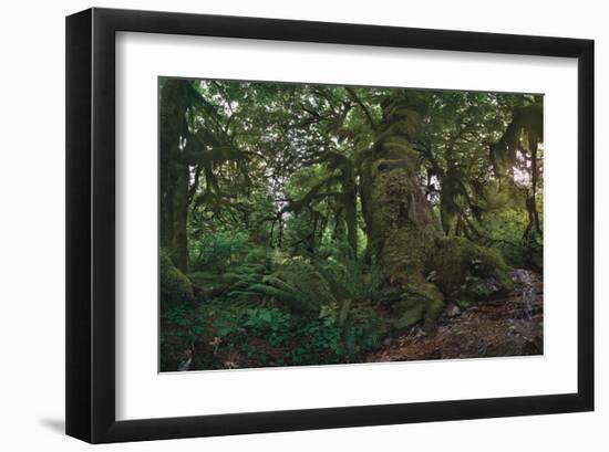 Rain Forest-Steve Hunziker-Framed Art Print