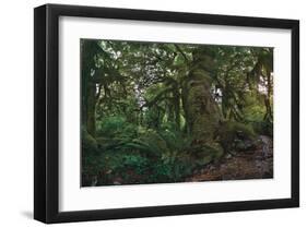 Rain Forest-Steve Hunziker-Framed Art Print