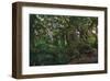 Rain Forest-Steve Hunziker-Framed Art Print