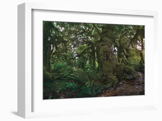 Rain Forest-Steve Hunziker-Framed Art Print