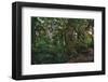 Rain Forest-Steve Hunziker-Framed Art Print