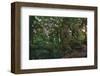 Rain Forest-Steve Hunziker-Framed Art Print