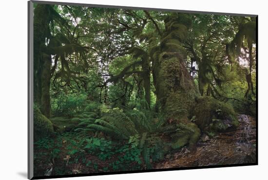 Rain Forest-Steve Hunziker-Mounted Art Print