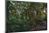 Rain Forest-Steve Hunziker-Mounted Art Print