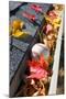 Rain Gutter Full of Autumn Leaves and a Baseball-soupstock-Mounted Photographic Print