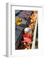Rain Gutter Full of Autumn Leaves and a Baseball-soupstock-Framed Photographic Print