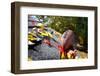 Rain Gutter Full of Autumn Leaves with a Football-soupstock-Framed Photographic Print